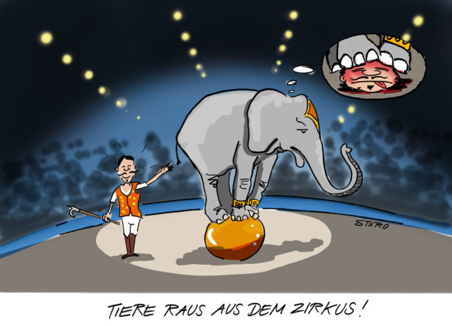 Cartoon-Karikatur-Comic---Im Zirkuszelt steht ein Elefant auf einem Ball und stellt sich den Kopf seines Zirkusdirektors unter sich vor.