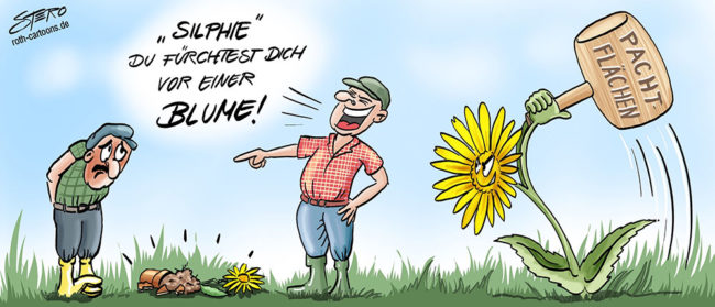 Eine Blume hat dem Bauer mit dem Cartoon: Holzhammer auf den Kopf. Durchwachsene Silphie als Gefährdung der Pachtflächenpreise und Alternative zum Energiemais.