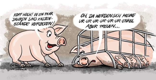 comic-cartoon-karikatur: Ein Schwein redet mit einer im Kastenstand eingesperrten Sau, das der Kastenstand ja in acht Jahren verboten sein wird. ob es der Sau noch was bringt?
