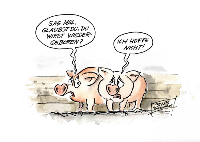 Cartoon zu Wiedergeburt und Massentierhaltung: Zwei Schweine. Eines fragt das andere: Glaubst du an Wiedergeburt? Das zweite Schwein antwortet: Ich hoffe nicht.