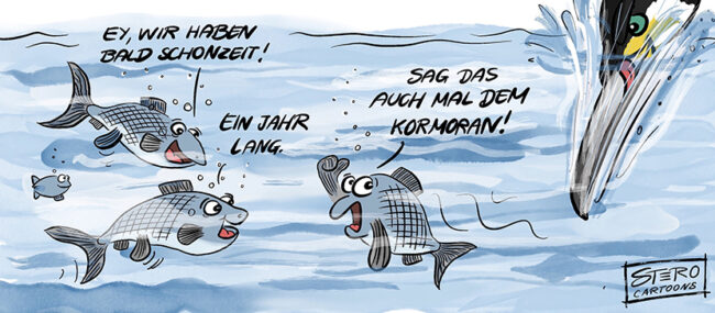 Cartoon zu Schonzeit von Fischen. Fische sagen, dass sie jetzt Schonzeit haben und einer von den Fischen sagt, dass sie das den Kormoranen sagen können.