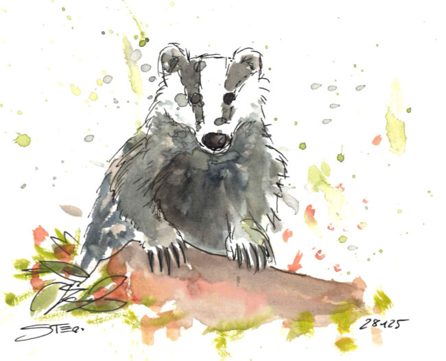 Ein spritziges Aquarell von einem Dachs