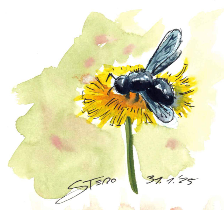 Illustration in Aquarell von einer schwarzen Holzbiene an einem Löwenzahn